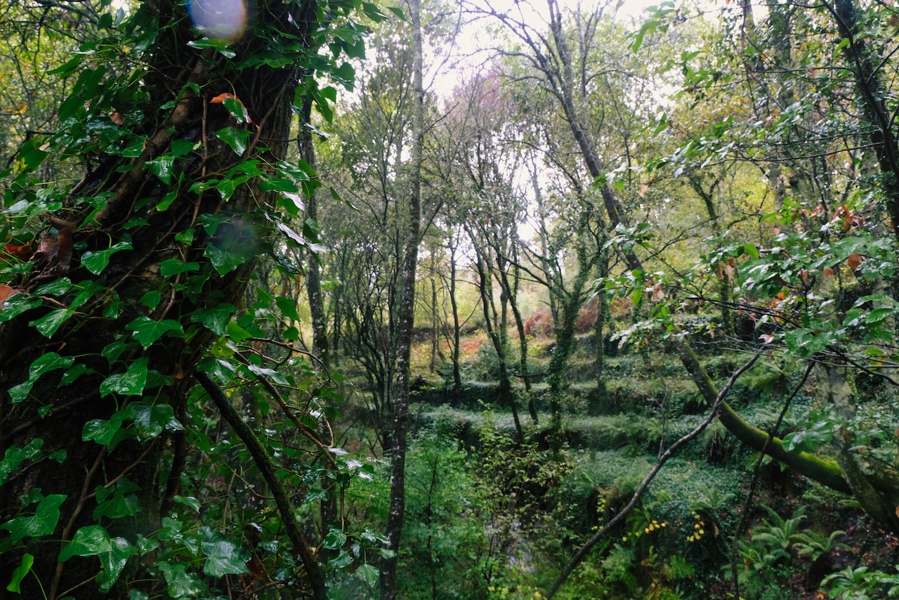 Lush forest interior
