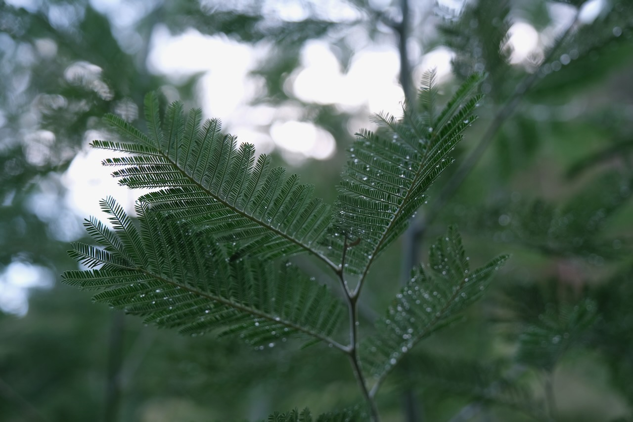 Mimosa leaves with water