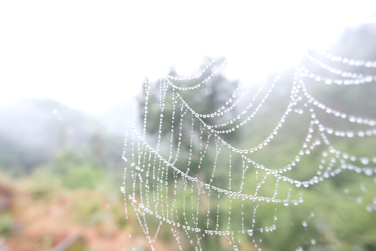 Spider web with dew